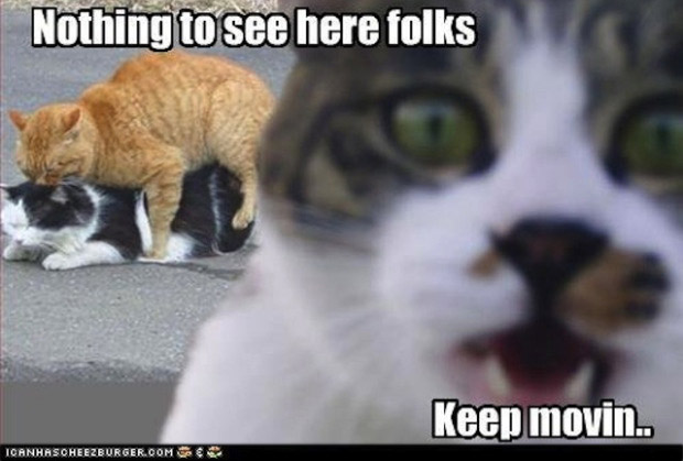 [Image: cat-nothing-to-see-here-meme.jpg]